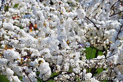 Prunus glandulosa. Alba Plena. North Korea Stock Photo