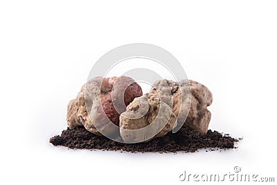 Alba white truffle Stock Photo