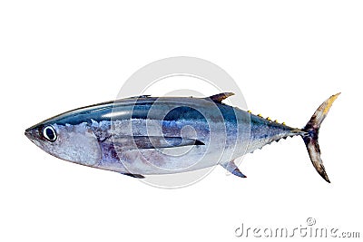 Albacore Tuna Thunnus Alalunga Fish Isolated Stock 