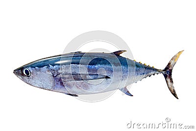 Albacore tuna Thunnus alalunga fish isolated Stock Photo