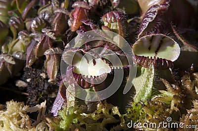 Albany pitcher plants native to Australia Stock Photo