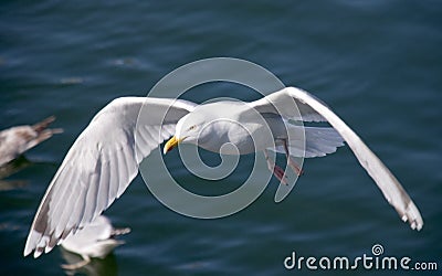 Albatros Stock Photo