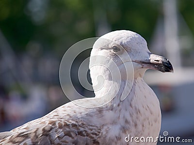 Albatros Stock Photo