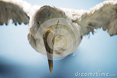 Albatros Stock Photo