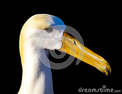 Albatros Bird Portrait Stock Photo