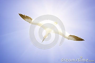 A Albatros flies in the clear blue sky. Stock Photo