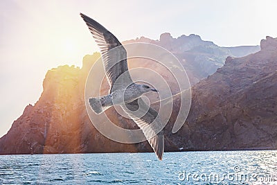 Albatross bird flight in sunny sky on ridge of rocks Stock Photo