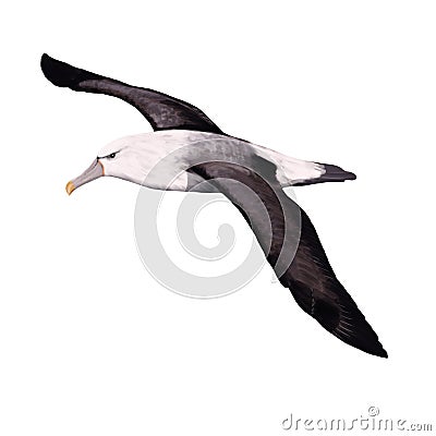 Albatross Cartoon Illustration