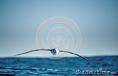 Albatross in flight, front view. Shy albatross or shy mollymawk, scientific name : Thalassarche cauta Stock Photo