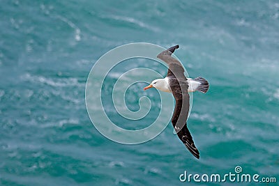 Albatross in fly with sea wave in the background. Black-browed albatross, Thalassarche melanophris, bird flight, wave of the Atlan Stock Photo