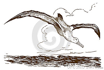 Albatross is flying over the sea and starting to nosedive Vector Illustration