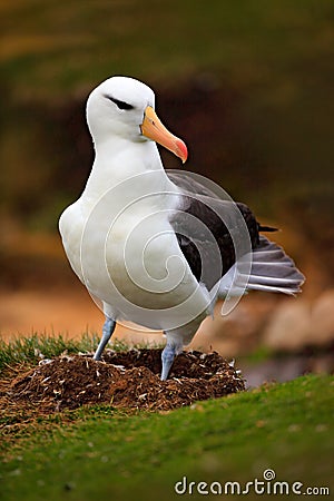 Albatross in nest. Cute baby of Black-browed albatross, Thalassarche melanophris, sitting on clay nest on the Falkland Islands. Wi Stock Photo