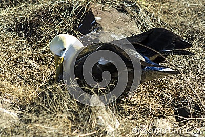 Albatross nesting in The Galapagos Islands Stock Photo