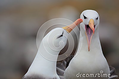 Albatross with open bill. Albatross courtship. Bird love. Pair of birds Black-browed albratros. Beautiful sea bird sitting on clif Stock Photo