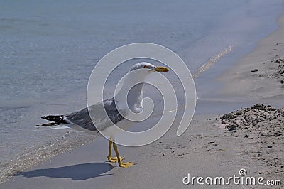 Albatross on the sandy shore of the sea. Stock Photo