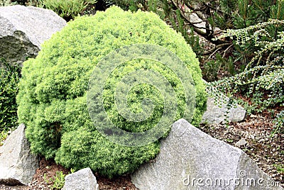 Alberta globe evergreen coniferous Stock Photo