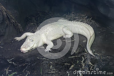 Albino alligator Stock Photo