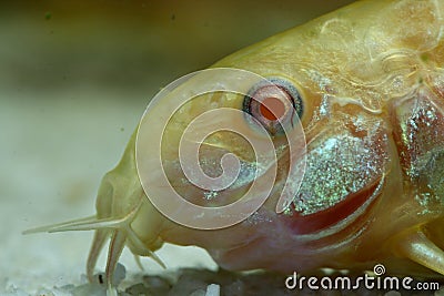 Albino armored catfish Stock Photo