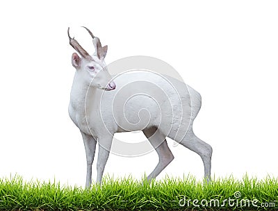 Albino barking deer Stock Photo