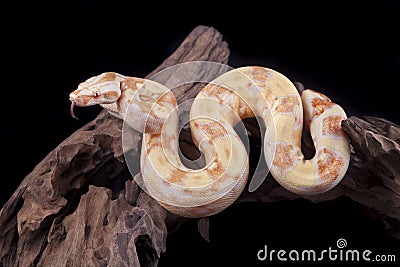 Albino Boa constrictor on a piece of wood Stock Photo