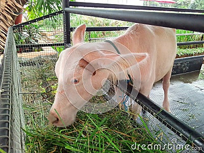 Albino buffalo in the byte eating grass. Stock photo. Stock Photo