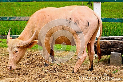 Albino buffalo in the farm Stock Photo