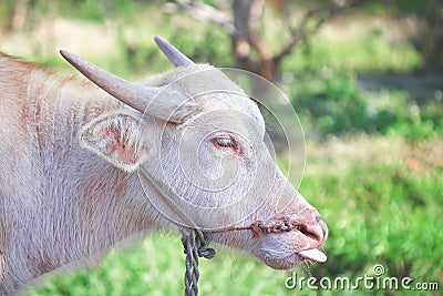Albino buffalo or pink buffalo with tongue out Stock Photo