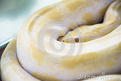 Albino burmese python Golden Thai python Gold Python,Reticula Stock Photo