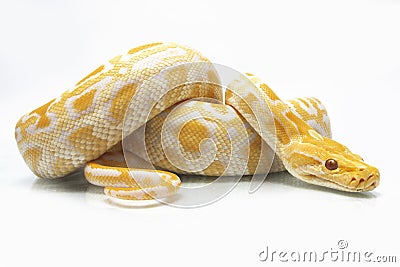 Albino Burmese Python Python molurus bivittatus Stock Photo