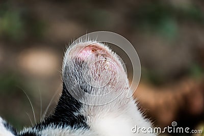 Albino cat with sunburn at the ears Stock Photo