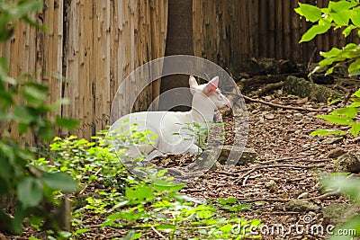 Albino Common Barking Deer is like an ordinary deer, Stock Photo