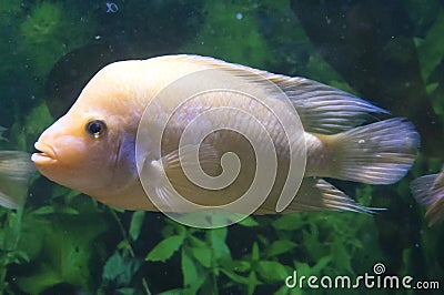 Albino Flower Horn Fish Stock Photo