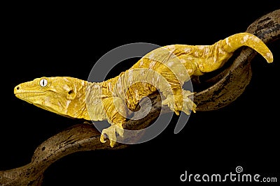 Albino giant New Caledonian gecko Rhacodactylus laechianus Stock Photo