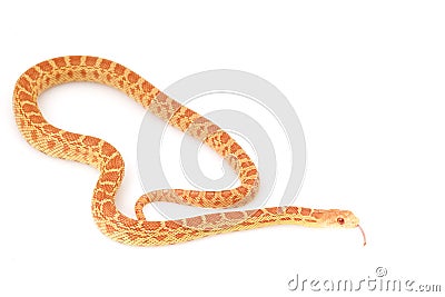 Albino Gopher Snake Stock Photo