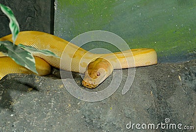 Albino green Burmese Python (Python bivittatus) Stock Photo
