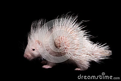 Albino indian crested Porcupine baby on black backgrond Stock Photo