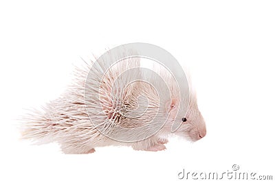 Albino Indian crested Porcupine baby on white Stock Photo