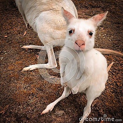 Albino Joey Wallaby at Hunter Valley Zoo Editorial Stock Photo