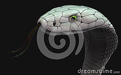 Albino king cobra snake. Abnormal snake Stock Photo