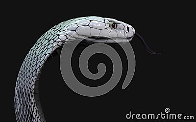 Albino king cobra snake. Abnormal snake Stock Photo