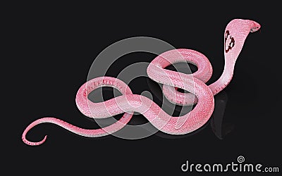 Albino king cobra snake with clipping path. Stock Photo