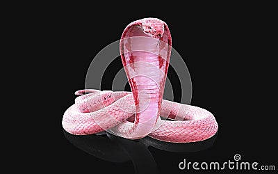 Albino king cobra snake with clipping path. Stock Photo