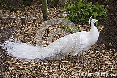 Albino Peacock Stock Photo