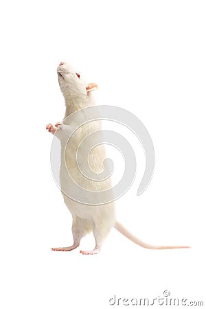 Albino rat Stock Photo