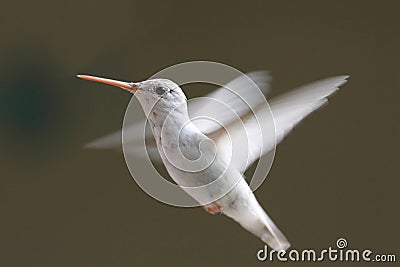 Albino Ruby-throated Hummingbird Stock Photo