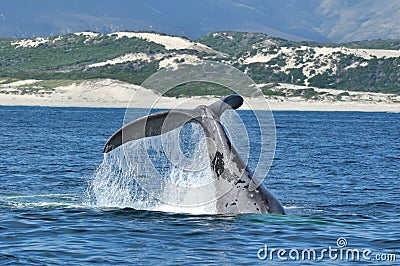 Albino Southern Right Lobtailling Stock Photo