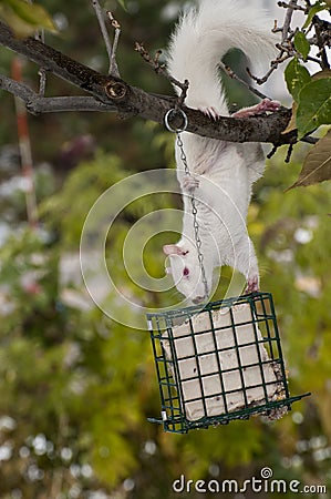 Albino squirrel hanging on suet feeder Stock Photo