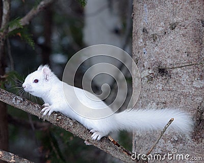 Albino Squirrel Animal in the wild sitting on branch Stock Photo
