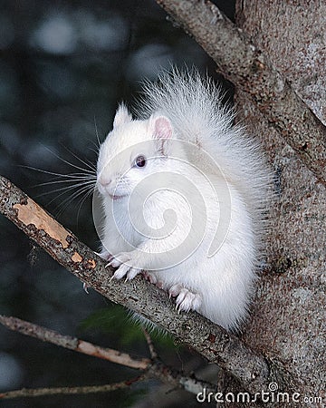 Albino Squirrel Stock Photos. Albino Squirrel sitting on a tree branch in the forest a close up showing its beautiful white fur, Stock Photo