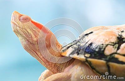 Albino Turtle Stock Photo